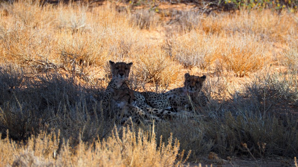 Photo msiafricaroadtrip.com trois guéparts à Twee Riveren Rest Camp sur la piste menant à Nossob au KTP en Afrique du Sud.