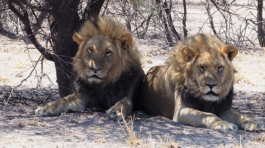 deux lions du Kalahari dans le CKGR BOTSWANA