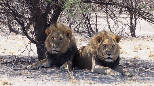 deux lions du Kalahari dans le CKGR Botswana