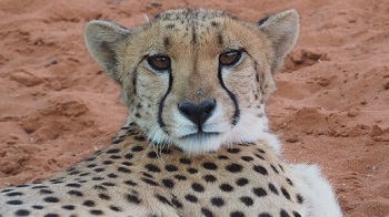 Guépard lodge Bagatelle Namibie