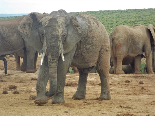 éléphants au parc ADDO ELEPHANT Afrique du Sud