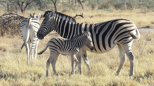 photo msiafricaroadtrip.com la maman et le bébé zèbre dans le parc national d'Etosha en namibie.