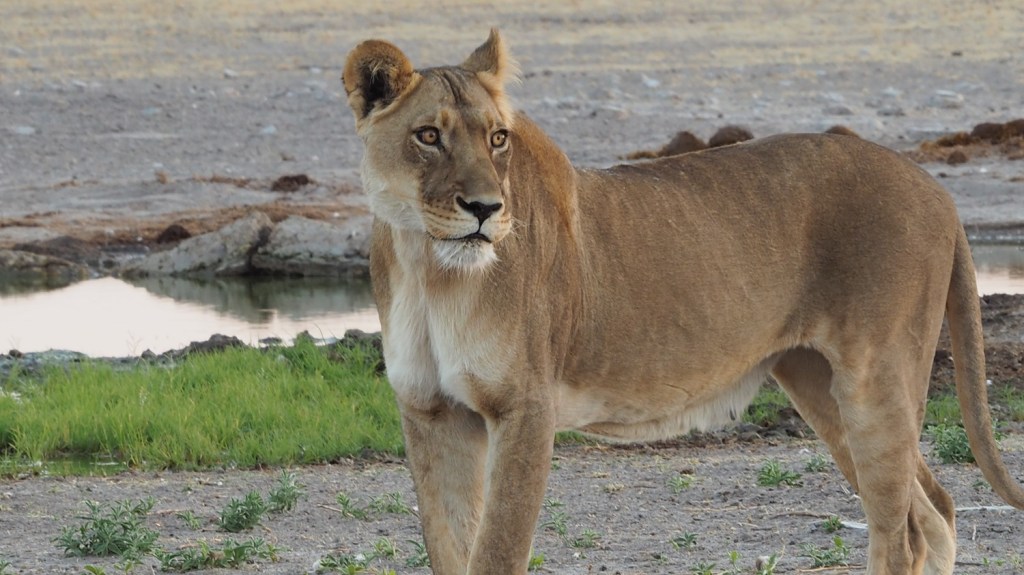 self-drive-Afrique australe-4x4-liberté- aventure.jpg