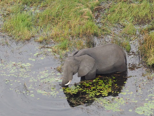 photo msiafricaroadtrip.com Eléphant vu de haut dans le delta de l'Okavango au Botswana