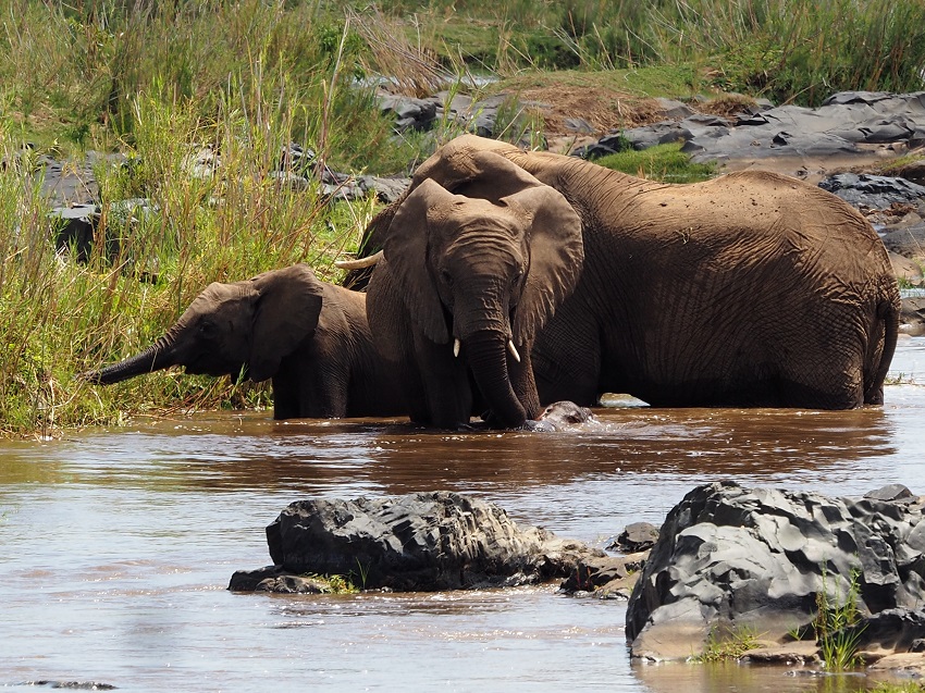éléphants adulte et deux jeunes éléphants au Parc Natinal du Kruger Afrique du Sud