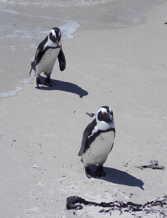 pingouins Afrique du sud