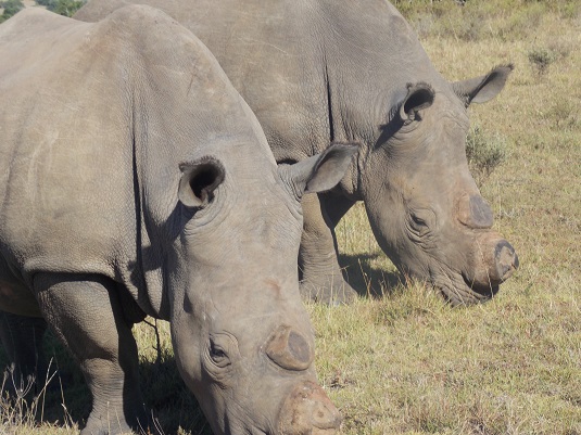 photo Schotia Réserve Privé, deux rhinocéros avec les cornes coupées Afrique du Sud 