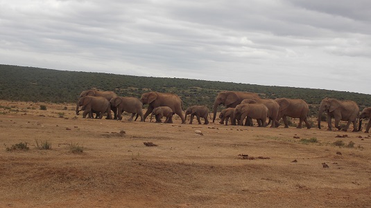 Addo éElephant Afrique du sud