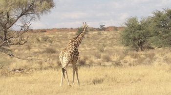 Girafe KTP Afrique du Sud