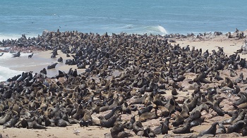 Cape Cross Walvys Bay Namibie