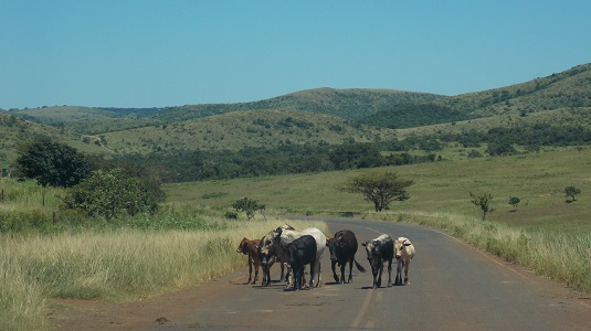 Park Hluhluwe-Afrique du sud.  du sud-4x4.jpg