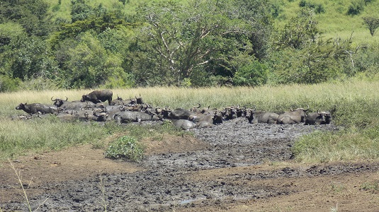 Park imfolosi-Afrique du sud.  du sud-4x4.jpg