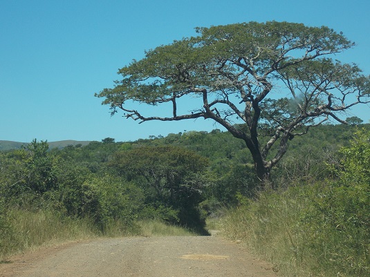 Park imfolosi-Afrique du sud.  du sud-4x4.jpg