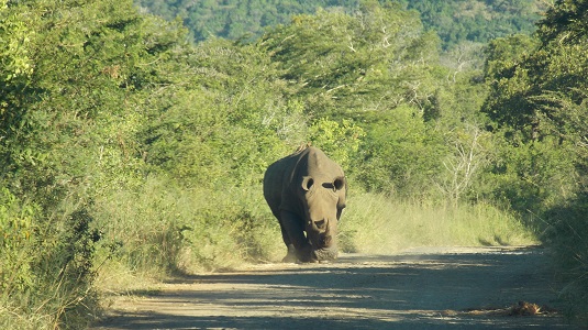 Park imfolosi-Afrique du sud.  du sud-4x4.jpg
