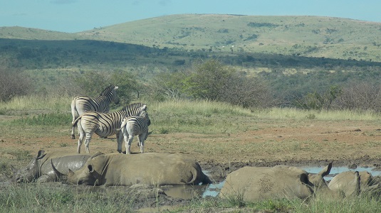 Park imfolosi-Afrique du sud.  du sud-4x4.jpg