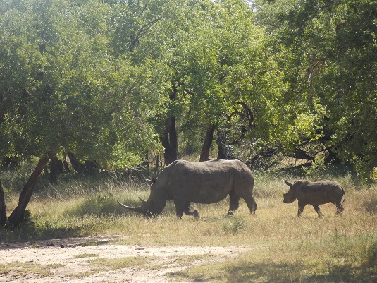 Park imfolosi-Afrique du sud.  du sud-4x4.jpg
