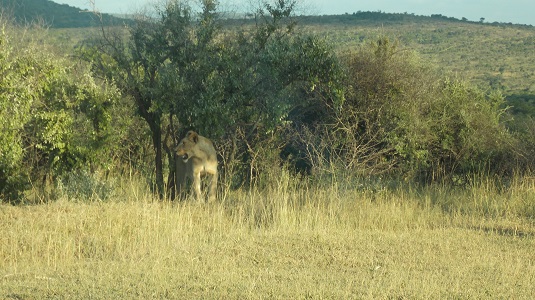 Park imfolosi-Afrique du sud.  du sud-4x4.jpg