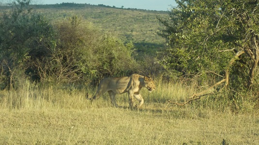 Park imfolosi-Afrique du sud.  du sud-4x4.jpg