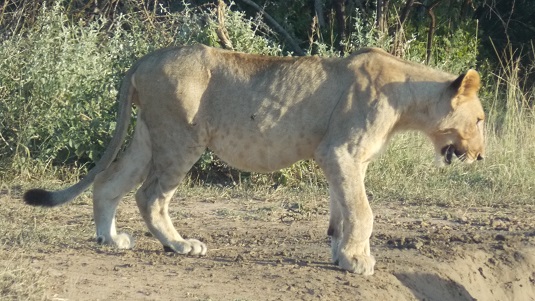 Park imfolosi-Afrique du sud.  du sud-4x4.jpg