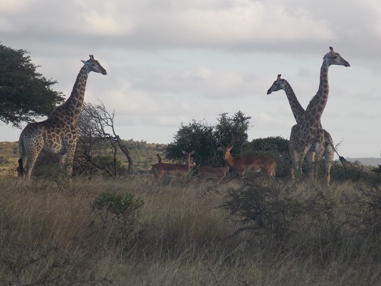 Park imfolosi-Afrique du sud.  du sud-4x4.jpg