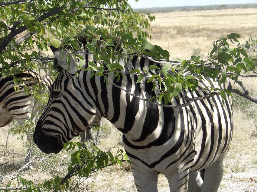 photo msiafricaroadtrip.com zébre dans le parc estocha en Namibie