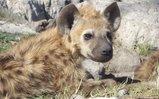 photo msiafricaroadtrip.com bébé hyène tachetée dans le parc national d'Etosha en namibie.