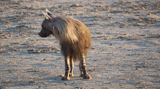 Hyène brune au KTP dans le Kalahari en afique du sud 