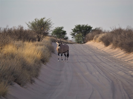photo msiafricaroadtrip.com sur une piste dans le KTP Kalahari avec un Oryx au milieu de la piste. Afrique du sud