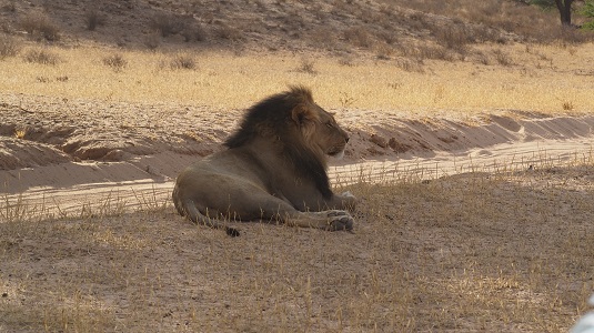 photo msiafricaroadtrip.com lion sur la piste menant à Mata-Mata Rest Camp  au KTP dans le Kalahari. Afrique du Sud