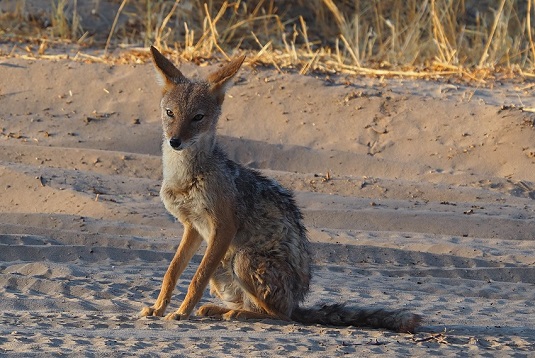 coyote Kalahari CKGR kalahari Botswana