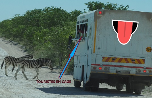 photo msiafricaroadtrip.com zébres et camion tout-terrain dans le parc national d'Etosha en namibie.