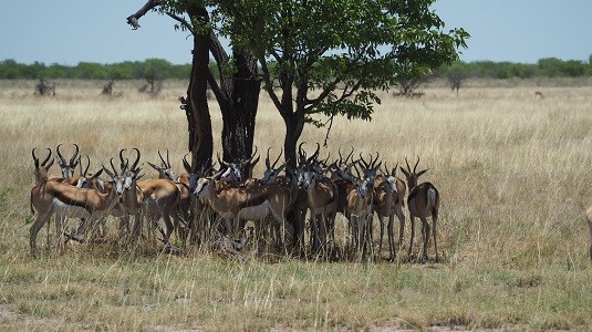 springboks KTP Afrique du Sud