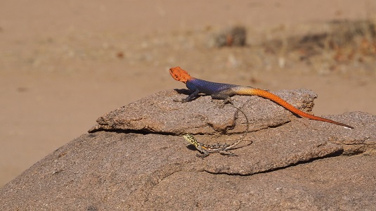 deux lézards Namibie