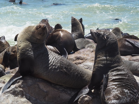 OTARIE à FOURRURES DU CAP A CAPE CROSS NAMIBIE