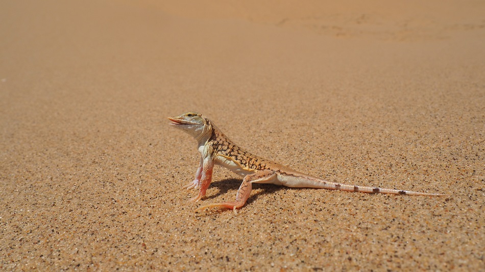 photo msiafricaroadtrip.com un lézard (l'Aporosaura Achietae) dans les dunes de Sandwich Harbour Namibie