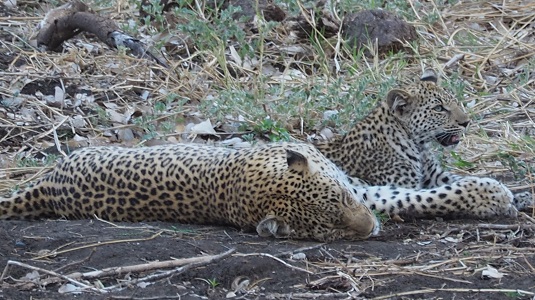 photo msiafricaroadtrip.com maman et bébé léopards couchaient sur une roche dans le Kruger Afrique du Sud
