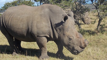 roadtrip-afrique du sud-4x4.jpg