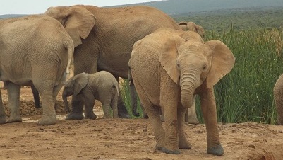 éléphant adultes avec bébé au parc ADDO ELEPHANT Afrique du Sud