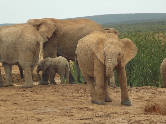 éléphanteaux à ADDO ELEPHANT Afrique du Sud