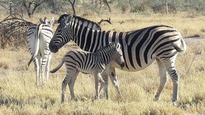 Zébre et son bébé dans le parc Etosha NAMIBIE