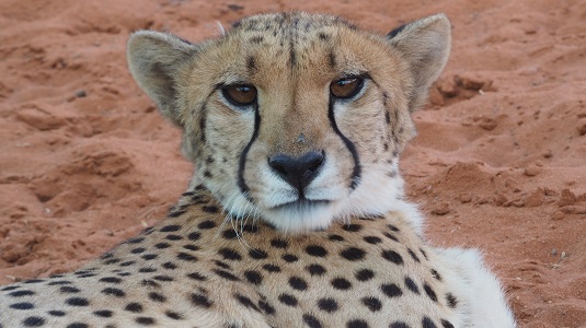 Guépard au lodge de Bagatelle à Mariental Namibie