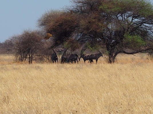 LE KALAHARI BOTSWANA PHOTO JP.M