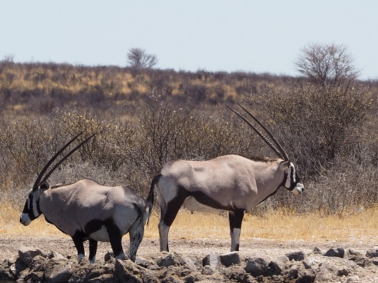 LE KALAHARI BOTSWANA PHOTO JP.M