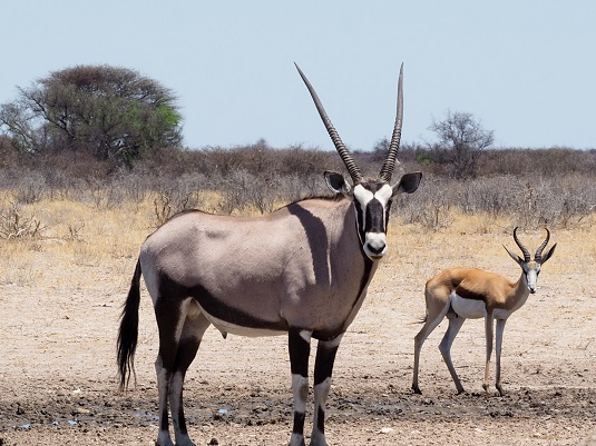 oryx namibie photo : JP