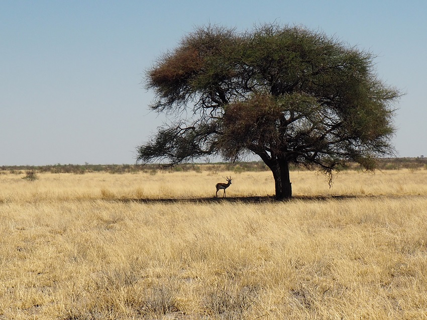 botswana-4x4-aventure-selfdrive.jpg