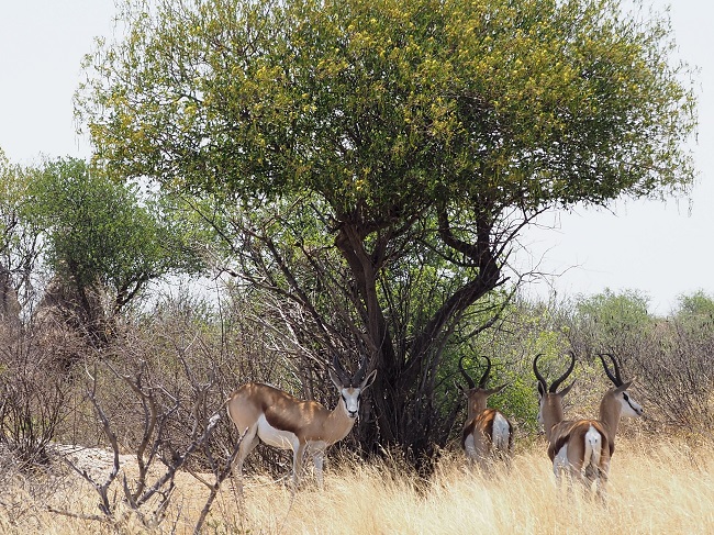 Springbok sous un arbres dans le kalahari ckgr Botswana.  msiafricaroadtrip.com