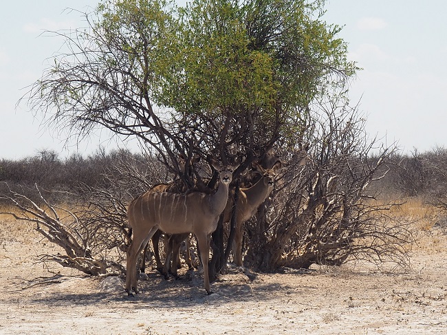  msiafricaroadtrip.com sous des arbustes dans le CKGR Kalahari Botswan