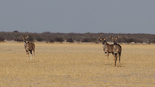 self-drive-Afrique australe-4x4-liberté- aventure.jpg