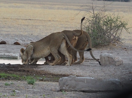 lionnes ckgr botswana photo : JP