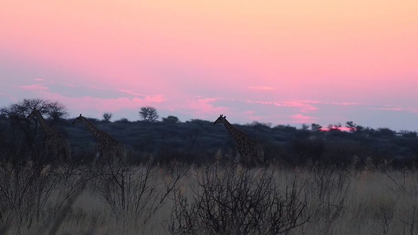 Le coucher de soleil avec les girafes qui traversaient la savane. Botswana
